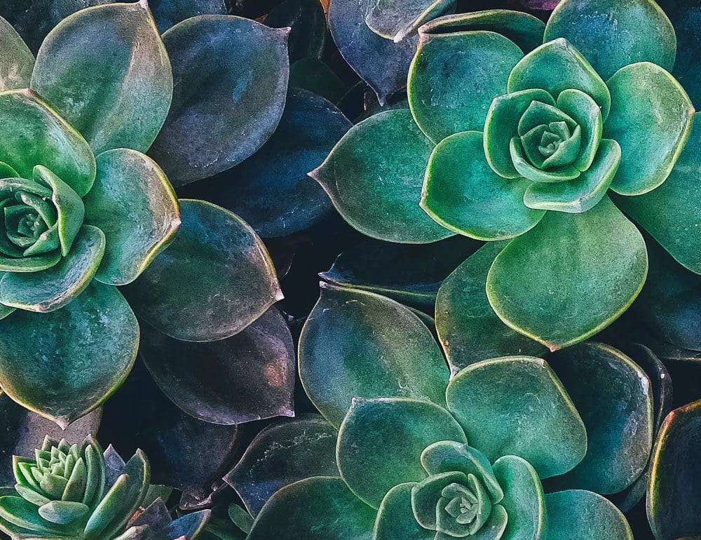 courtney davis header - JLB, Best Web Design and Web Development Company in Nashville, Brentwood, and Franklin