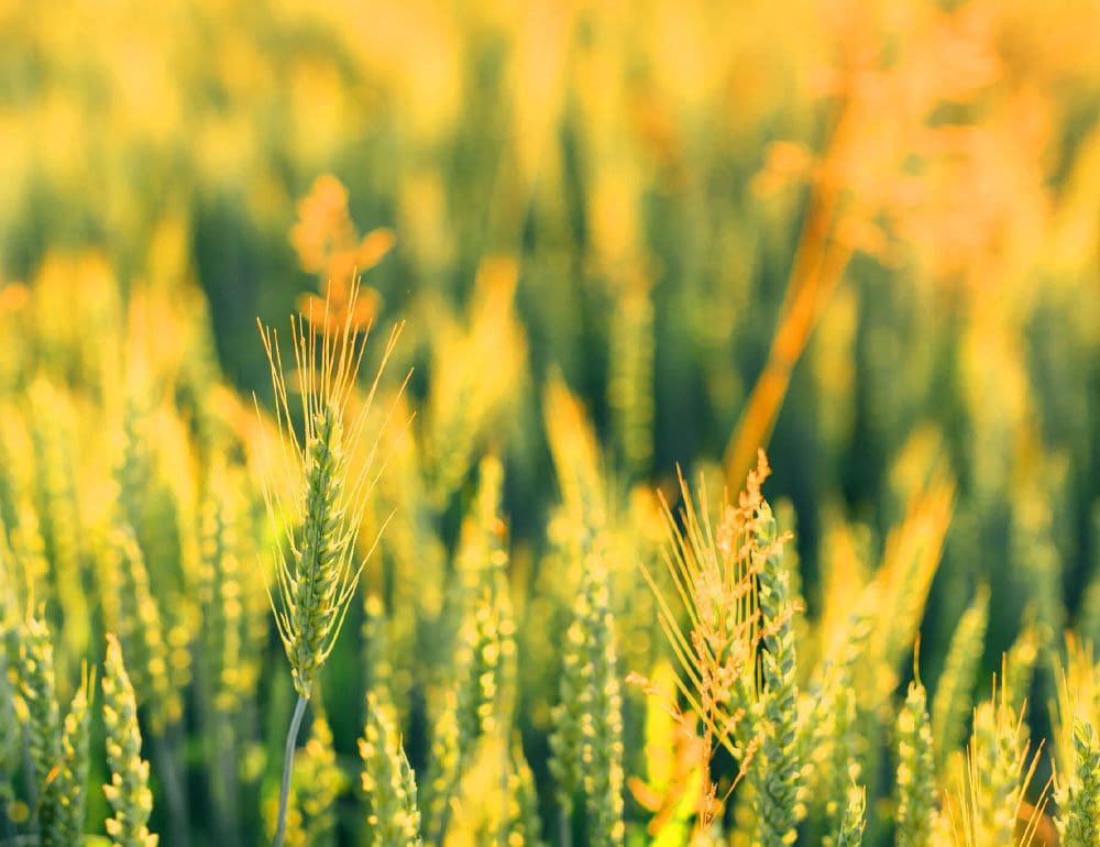 harvest point header image - JLB, Best Web Design and Web Development Company in Nashville, Brentwood, and Franklin