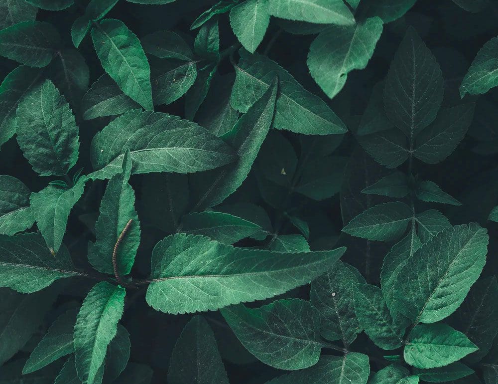 landscape solutions and build header - JLB, Best Web Design and Web Development Company in Nashville, Brentwood, and Franklin