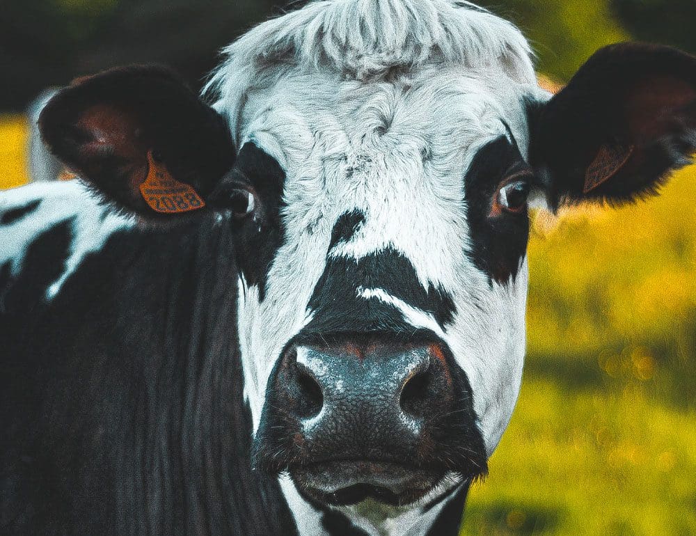 stockdales cow header - JLB, Best Web Design and Web Development Company in Nashville, Brentwood, and Franklin