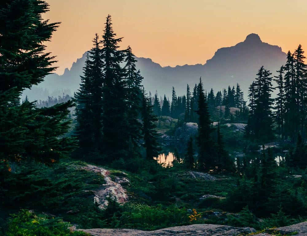 Mitchel Forestry - Website Design Inspiration from a Nashville Web Design Company